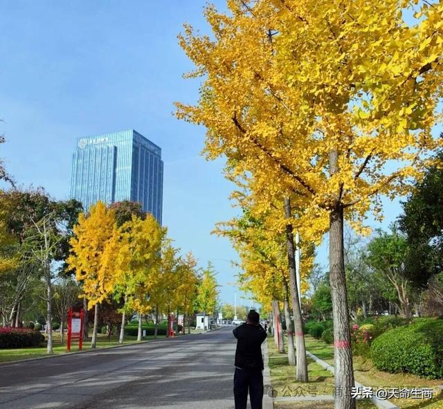商丘日月湖景区：从来银杏不负秋