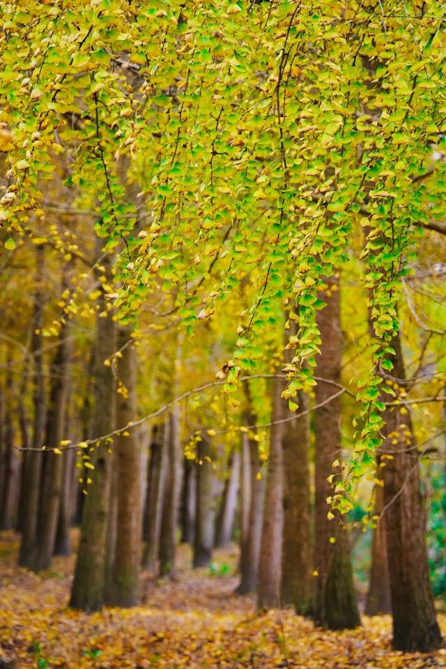 邂逅金黄，郫都初冬的银杏图鉴