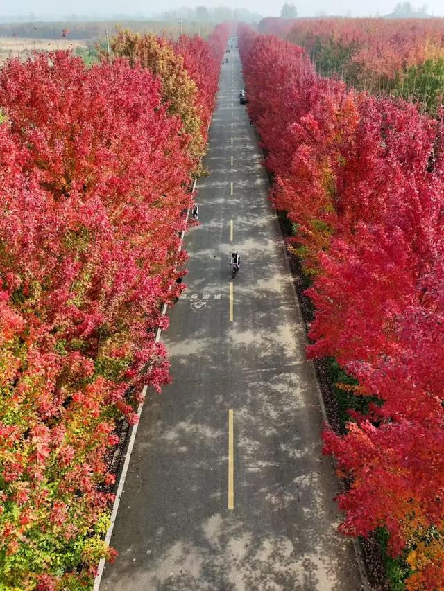 江北这里，红透了！