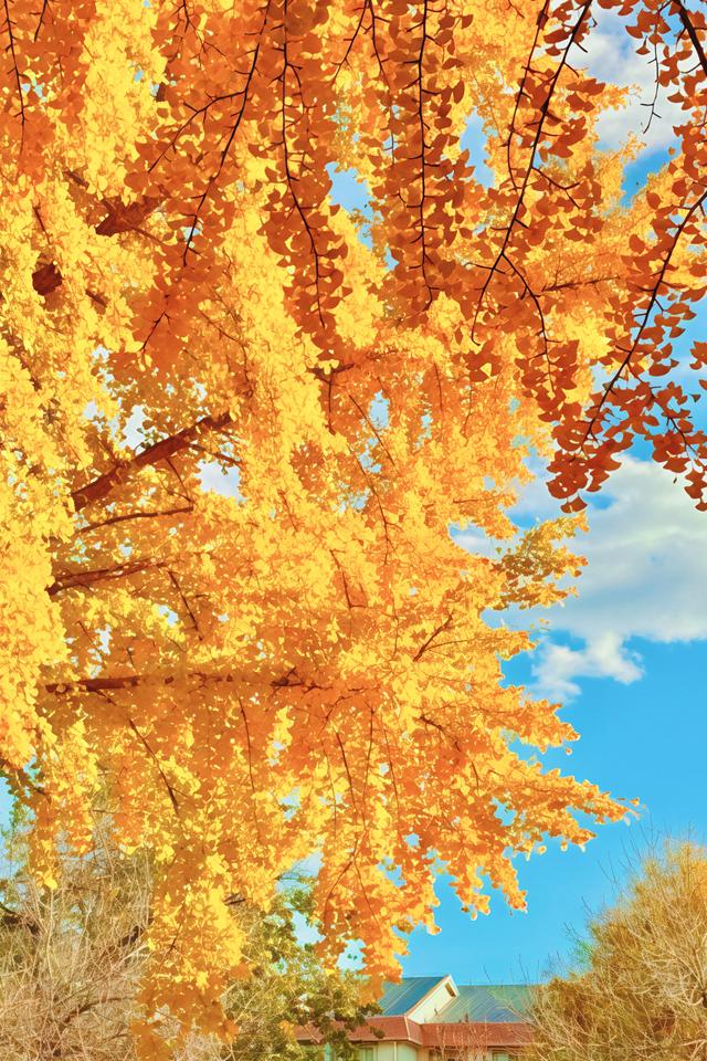 北京的银杏真的杀疯了！超美银杏瀑布，惊呆了整个秋天！