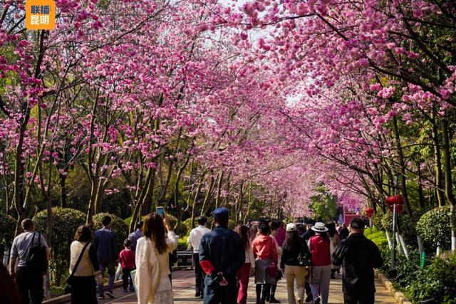 在樱花树下,看见春天!2026洛龙公园第三届樱花节开幕首日迎5万人次打卡