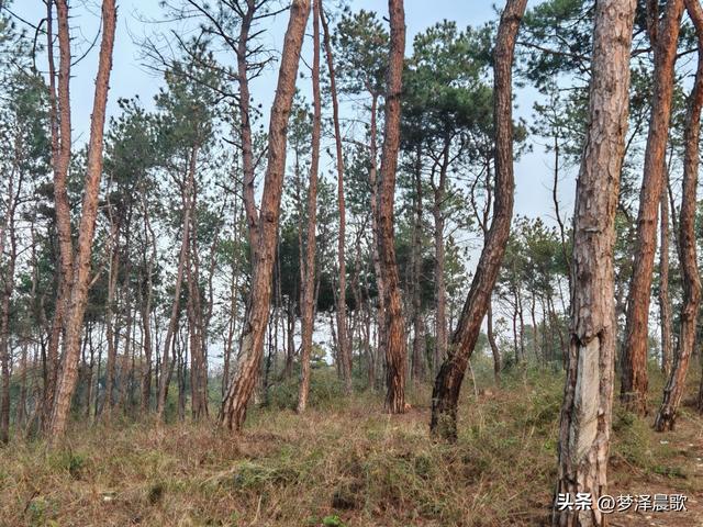应城：有名店林场林荫步道 让你邂逅四季生态画卷