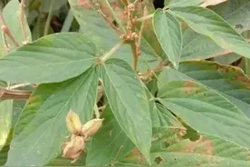 千斤拔，豆科蔓性亚灌木用处多图片
