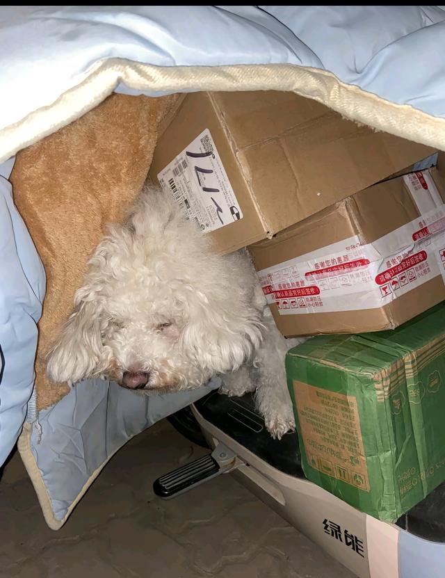 笑死了！每个骑电动车拿快递的铲屎官，都欠狗子一个道歉，哈哈~