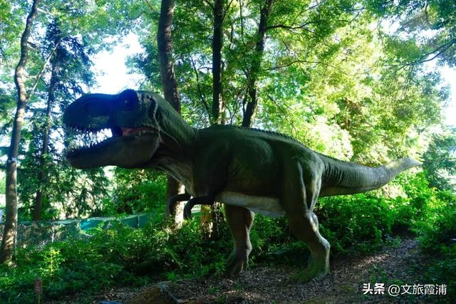 每日一村:茶岗村——茶香畲韵交融,山海间的文旅活力地