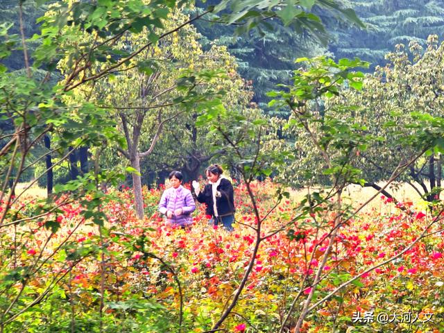 焦作生态植物园：限定浪漫，只有秋日