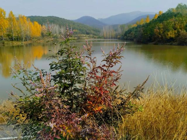 什么叫层林尽染？马谷田镇义和寨东边的堰塘寺告诉您！