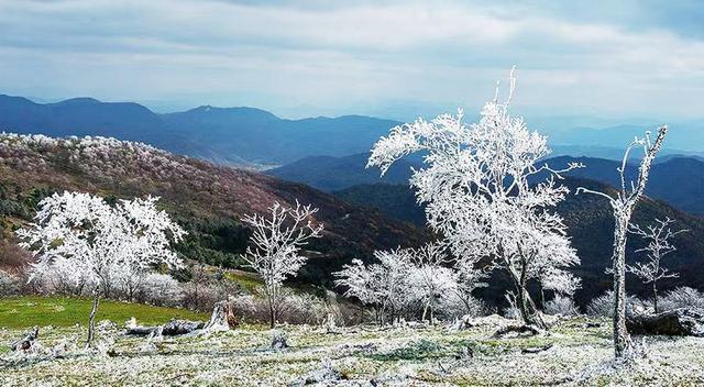 初雪的四方山：雾凇遍野 琼枝满山