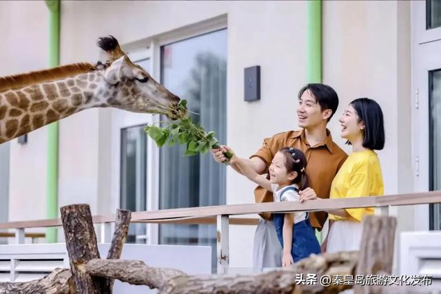 消费潜能激发：北戴河新区小众经济成增长引擎