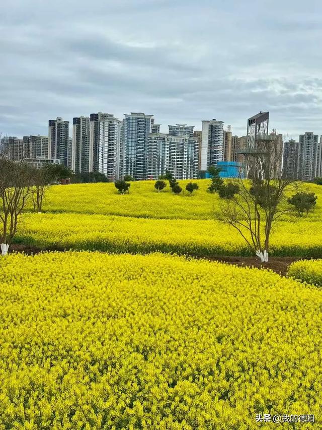 黄了！德阳人彻底坐不住了！这个周末就去！