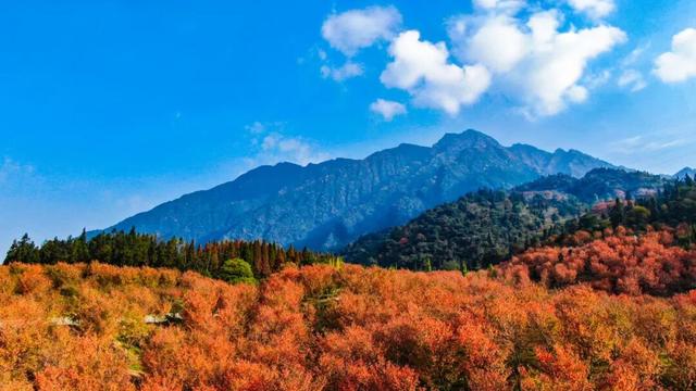 绝美秋色即将上线｜汶川的秋天，不加滤镜都美醉~