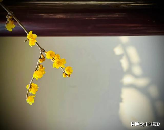 死亡 ，是生命赋予得一种沉沦的动力