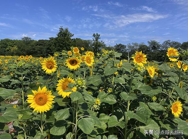 成都坐地铁最新赏花地，近百亩金色花田，超级惊艳，不要门票！
