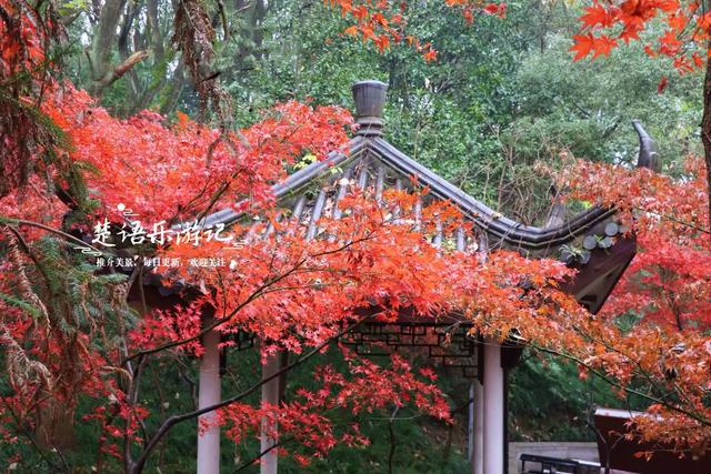 绍兴上虞的绚丽秋色，堪称封神的红枫园林胜境，比风景油画还要美