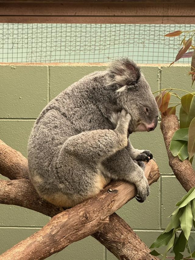 澳大利亚22日世界文化遗产与自然之旅游记