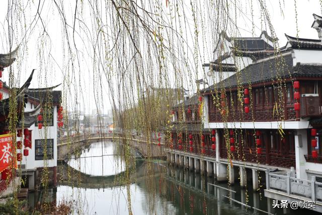 春天还会远吗？上海街头垂柳枝头已长出嫩