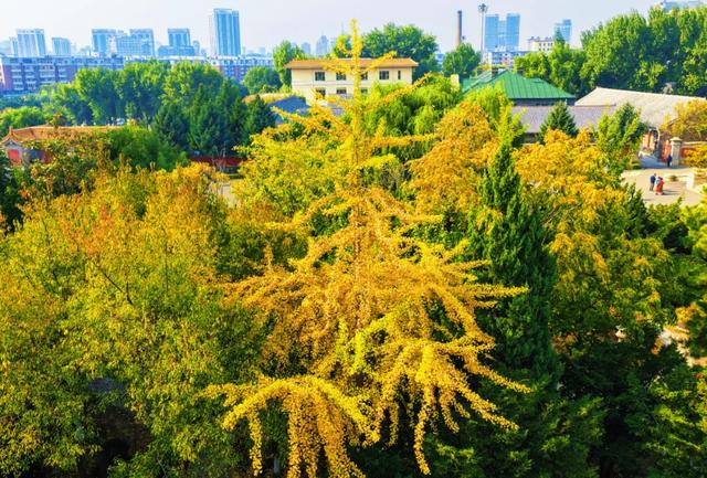 立法护落叶 踏叶赏春城
