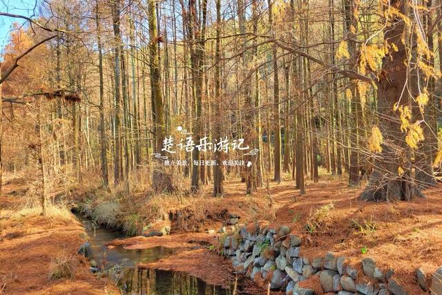 浙江宁波的红杉观赏胜地，树还没变红但美人蕉花海红了，美不胜收