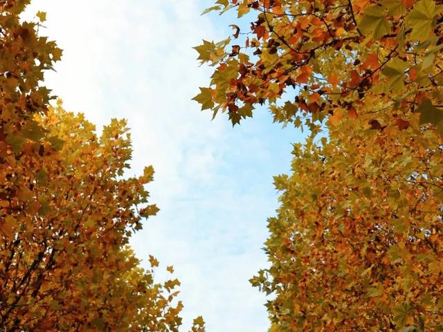 最高气温20℃！重庆人快来这些公园晒太阳