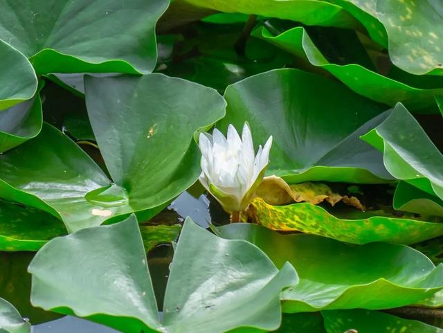 藕花深处棹歌远，江汉夏日荷风集