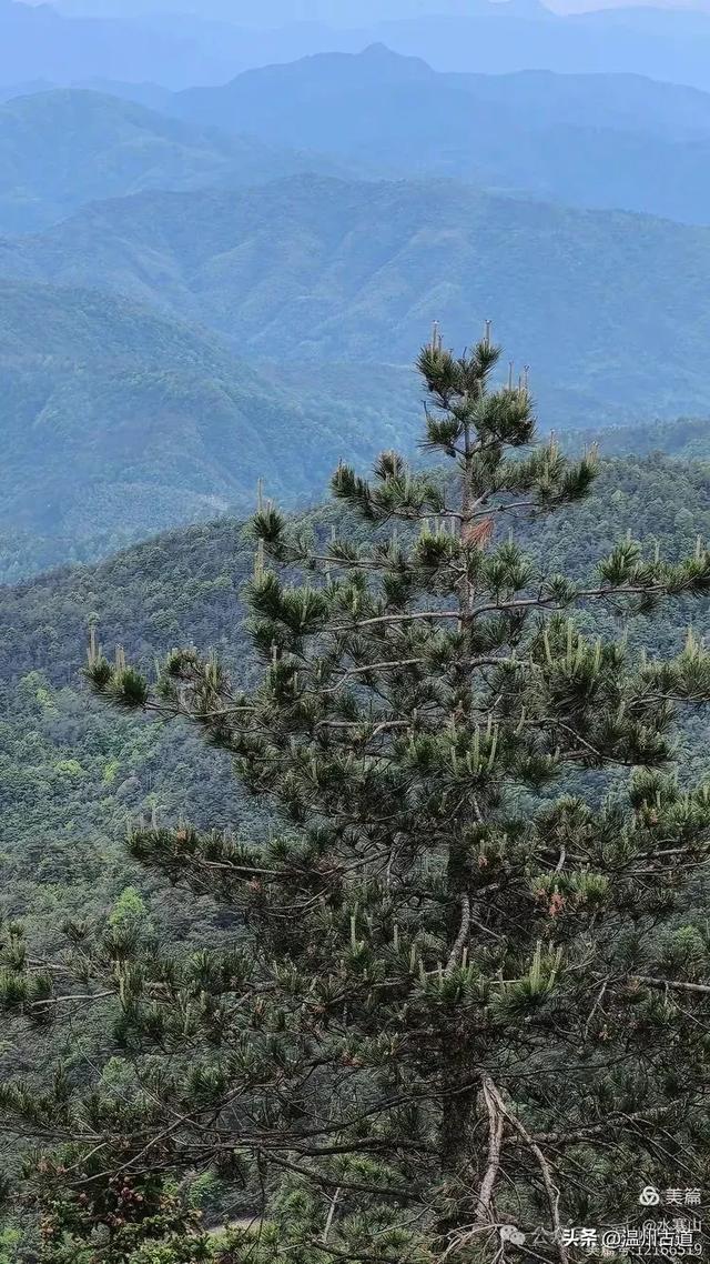 温州酷暑哪里有清凉,当然永嘉四海山!