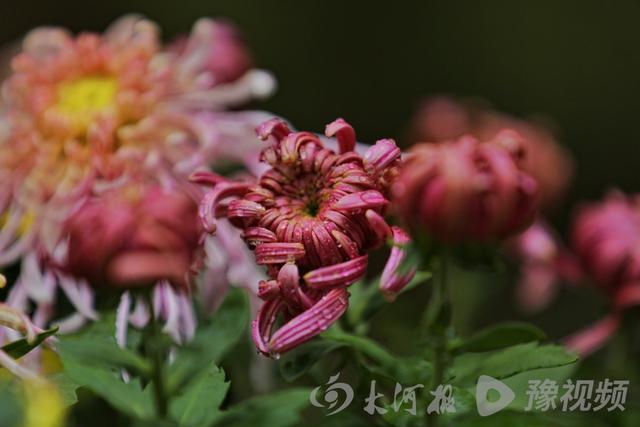 周口：重阳赏菊正当时 千年古陵飘菊香