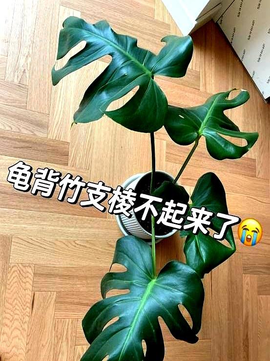 “阴花不能进阳宅”	、家里若有这5种花，请赶紧“搬出去	”！
