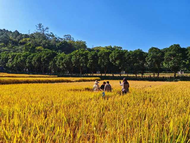 南山秋艳！云浮市民前来打卡→