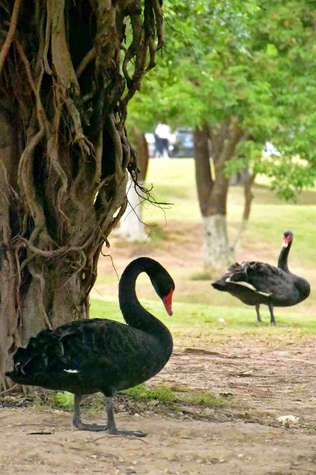 深活指南 | 重阳登高，收藏来自深圳山海的秋日问候​~