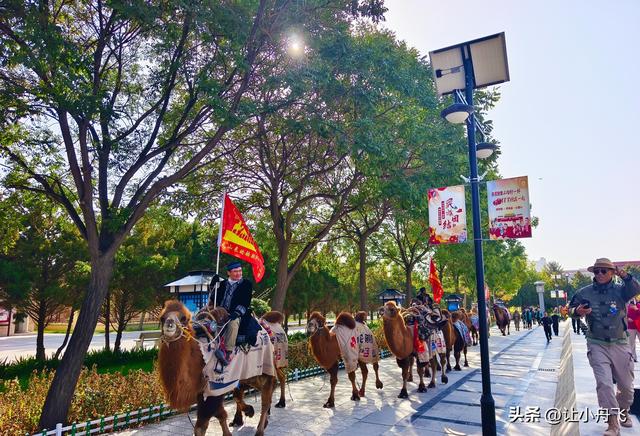 东天山骆驼队来洛阳是“流量网红”还是“文化传播”呢？