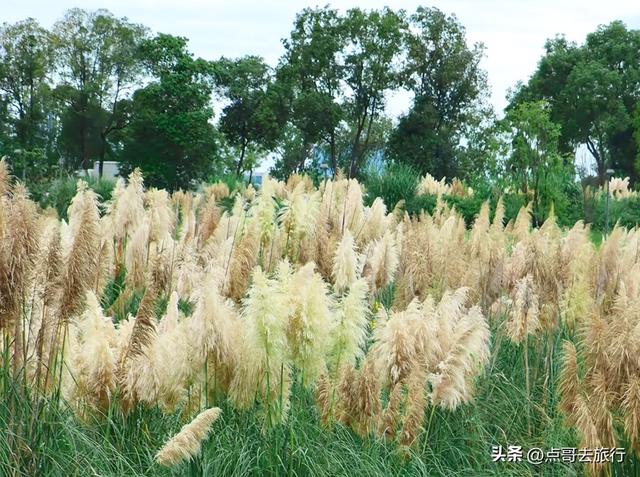 成都5个小众景点，每一处都让人惊讶，不要门票，地铁公交直达！