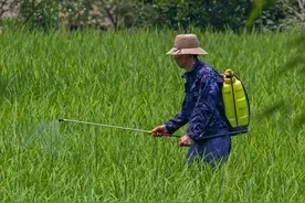 草甘膦的4个黄金组合方案，科学搭配，死草快，灭草更彻底图片