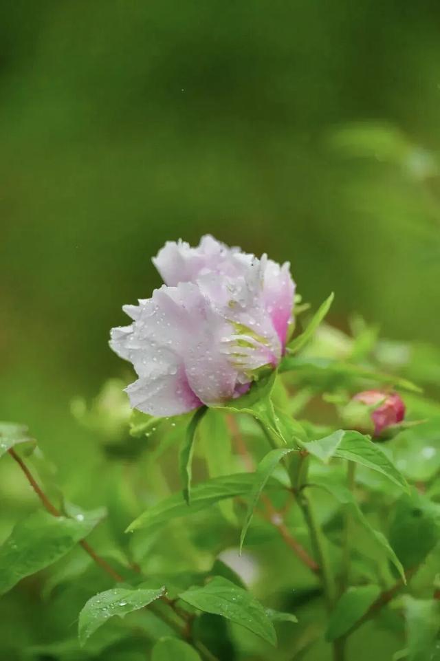 护航牡丹文化节丨黑的白的红的黄的紫的绿的蓝的