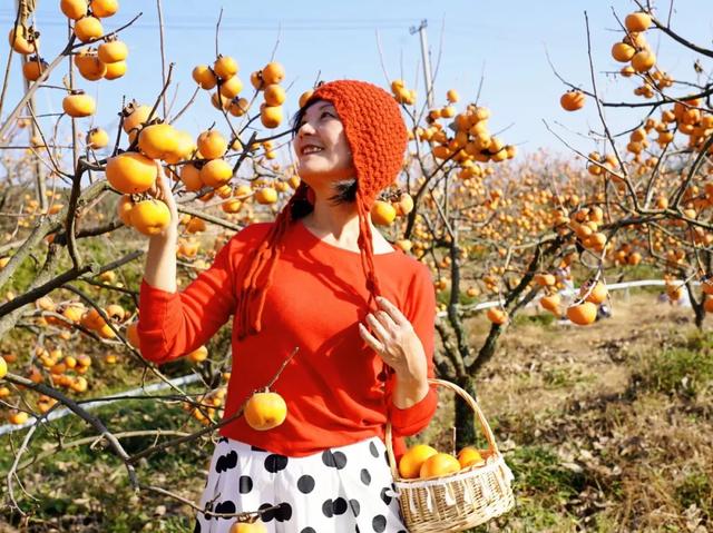 柴桑区新塘乡胡桥村：千亩柿红引客来