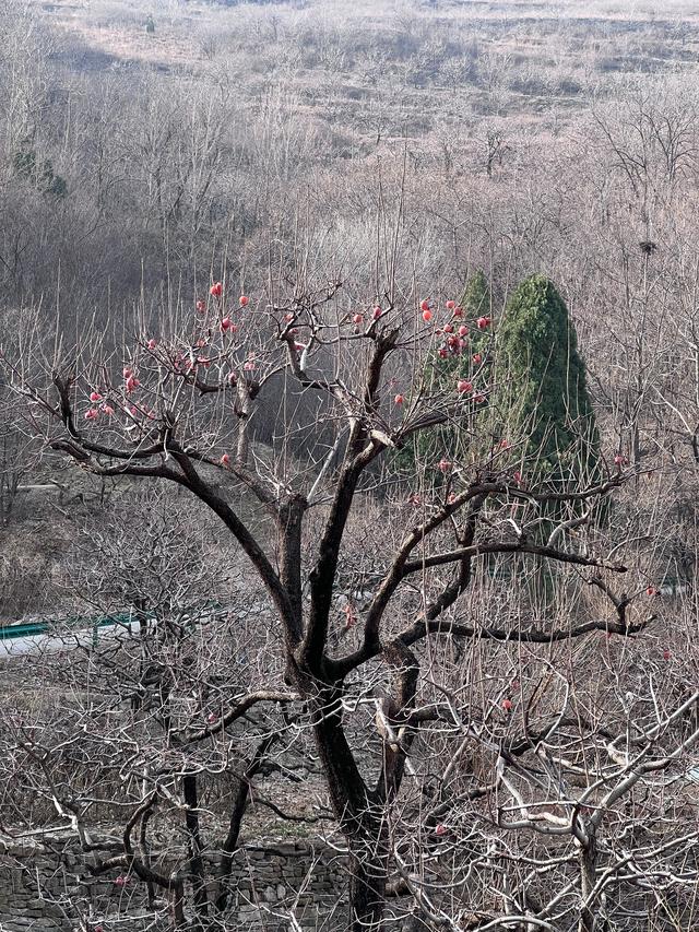 大雪节气没有雪,这天去了山东临朐县一个山村。