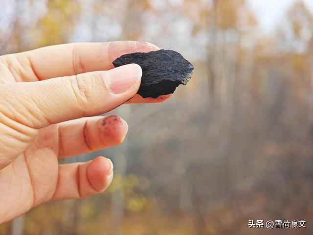 在深秋的根河邂逅驯鹿