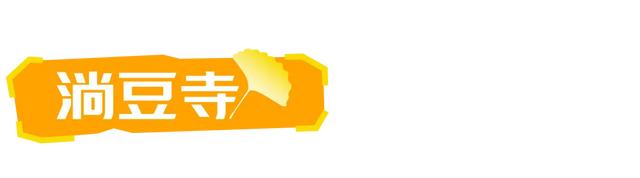 山东：时至初冬，银杏正当时