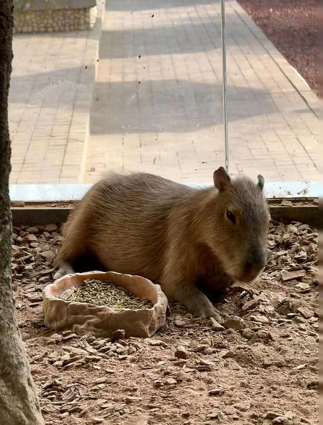 厦门园博苑虫返地球博物馆，这是一座沉浸式活体昆虫主题博物馆
