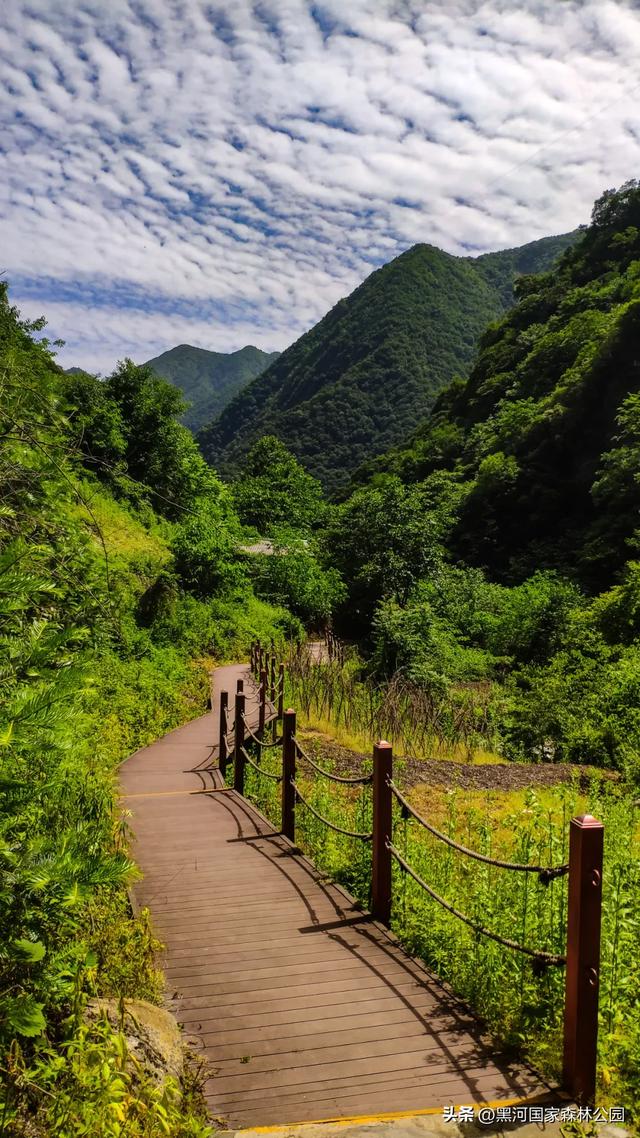 趁秋色未浓,看看黑河被浓墨重彩染过的绿