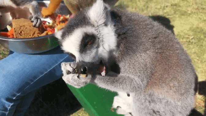 潍坊人有自己的“疯狂动物城”！冲！冲！冲！