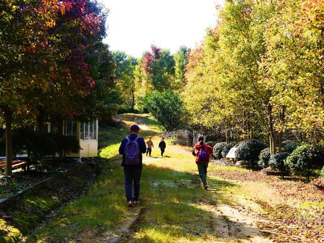 郫都横山村漫山红枫上线，快来赴一场初冬的诗意之约吧~