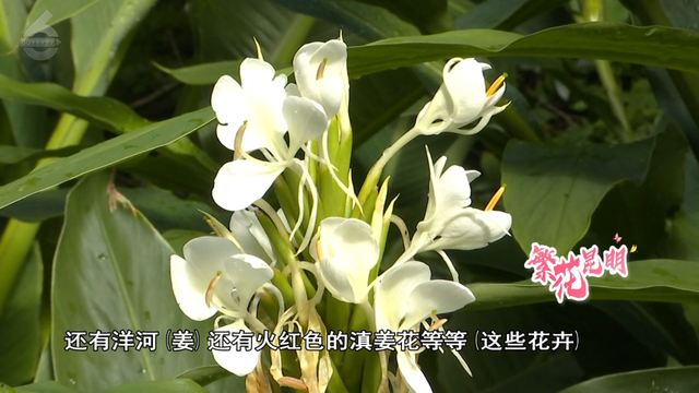 全国入秋？昆明：且慢！植物园还在上演“春日”续集