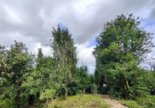 【沿“线”寻味】沿着刚通车的南凭高铁，寻找藏在崇左乡野的“桂字号”