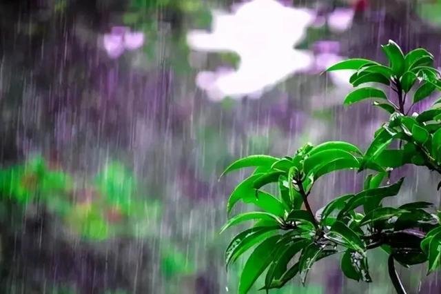 初秋雨中的景让人朦胧迷离，丝丝凉意掠过心田，别样滋味涌上心头