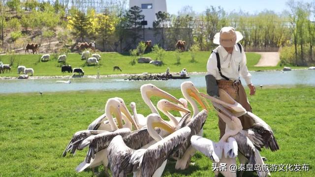 秦皇岛渔田七里海度假区暑假首刷必看！全天游玩攻略已备好，放心冲！