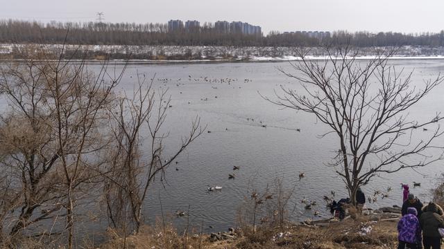 辽宁沈阳：春暖沈城 浑河候鸟翩飞显生态之美
