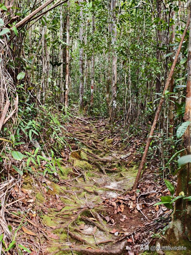 马来西亚(35)砂拉越州⑨峇哥国家公园徒步线路