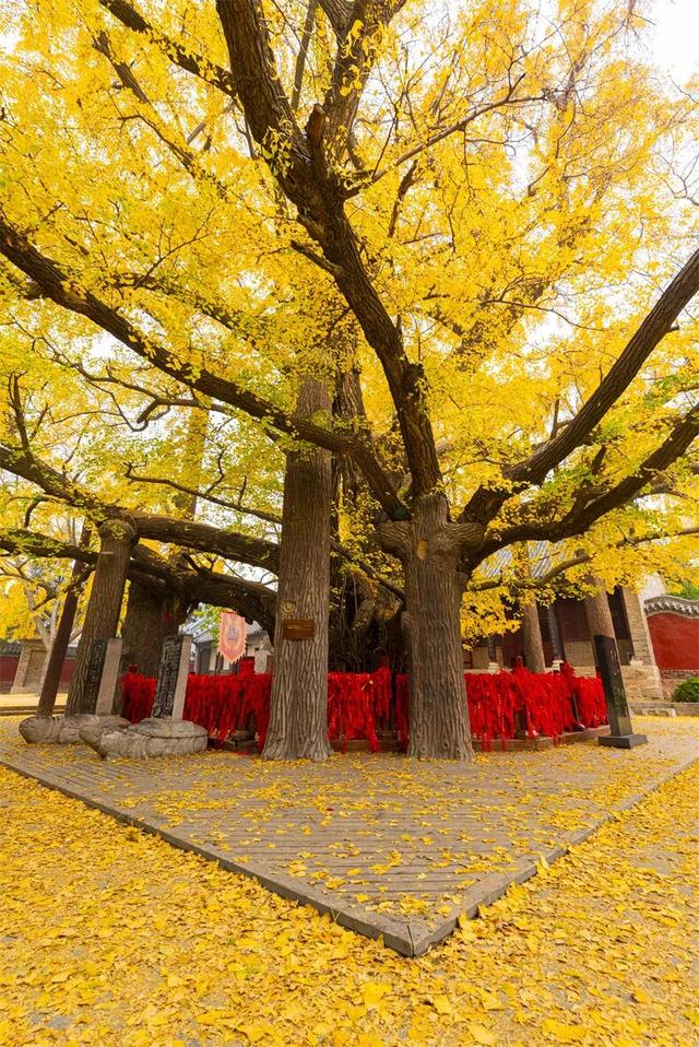 接下来2个月，这16个地方的秋色迎来“封神”之作，挑一个出发！