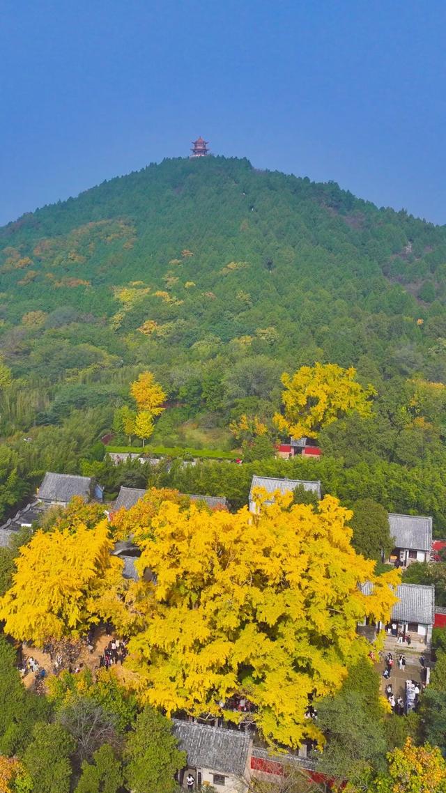 日照深秋“顶流”已就位！这组上新的“屏保”，绝美！