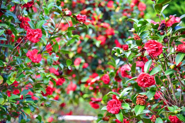 不去云南也能赏茶花，三水3万株“国色天香”盛放